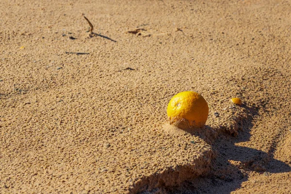 Rijp oranje fruit dat op het zand valt met sporen van regendruppels — Stockfoto