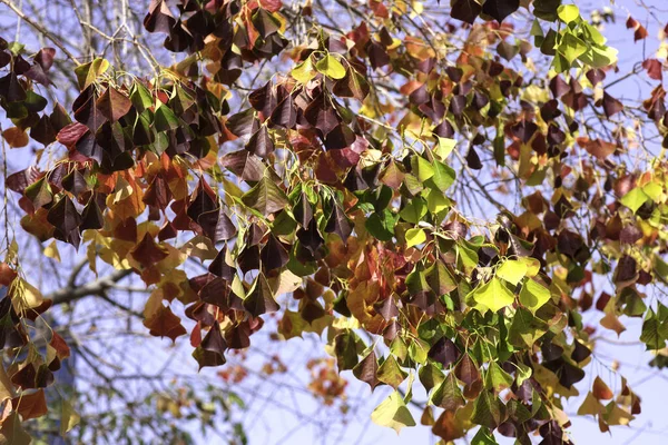 Triadica sebifera ağacının çok renkli sonbahar yaprakları mavi gökyüzüne karşı — Stok fotoğraf