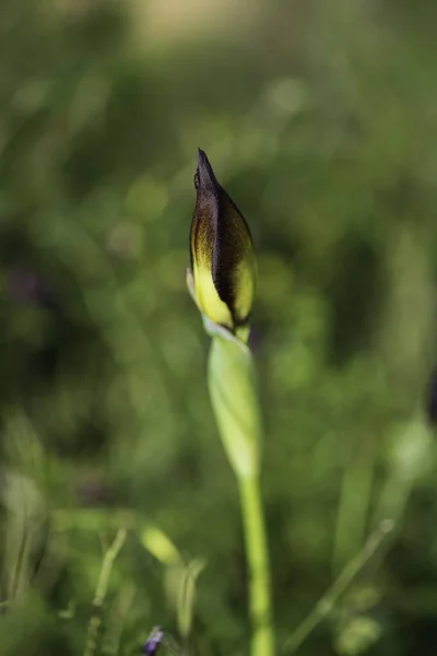 Крупный план Iris atropurpurea bud на размытом зеленом фоне — стоковое фото