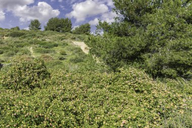 Yeşil çimenler ve çiçekli çalılar bulutlu gökyüzüne karşı. Manzara. İsrail