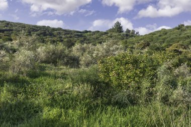 Yeşil çimenler ve çiçekli çalılar bulutlu gökyüzüne karşı. Manzara. İsrail