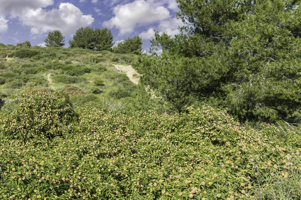 Yeşil çimenler ve çiçekli çalılar bulutlu gökyüzüne karşı. Manzara. İsrail