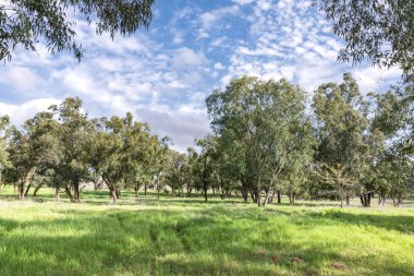 Yeşil çimenli okaliptüs ormanı bulutlu bir gökyüzüne karşı güneşli bir günde zemini kapladı. İsrail