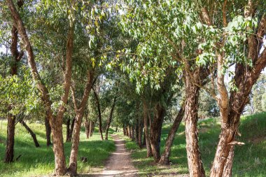 Güneşli bir günde okaliptüs ağaçları arasında yürüyüş yolu. İsrail
