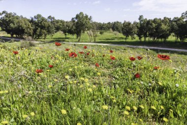 Ağaçların arka planında çiçek açan kırmızı şakayıklar. İsrail