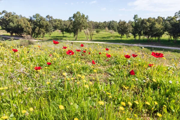 Ağaçların arka planında çiçek açan kırmızı şakayıklar. İsrail