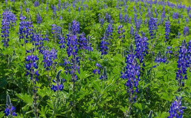 Vahşi menekşe lupinlerin çiçek açtığı bir tarla. İsrail