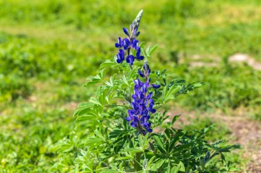 Vahşi menekşe lupinlerin çiçek açtığı bir tarla. İsrail