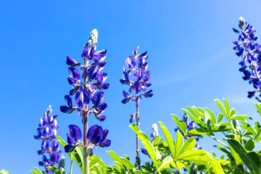 Gökyüzünün arka planında bulutlu lupin çiçeklerinin açtığı bir tarla. İsrail