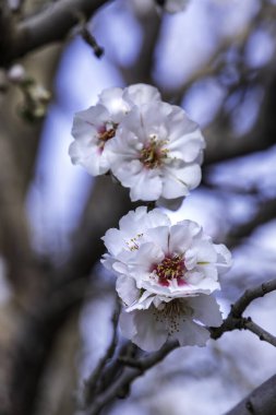 Badem ağaçlarının çiçekleri meyve bahçesinin etrafını sarıyor. İsrail