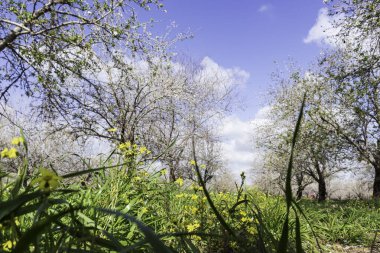 Bir meyve bahçesinde çiçek açan badem ağaçları arasında sarı çiçekler