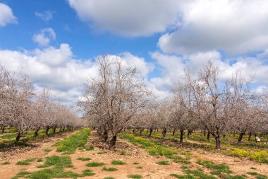 Meyve bahçesinde açan badem ağaçları.