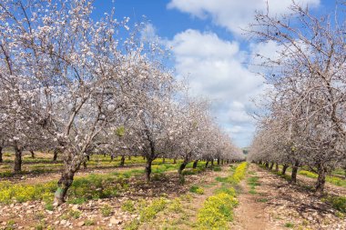Meyve bahçesinde açan badem ağaçları.