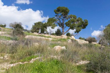 Ağaçlı kayalık tepelerin manzarası ve bulutlu gökyüzüne karşı taze bahar otları..