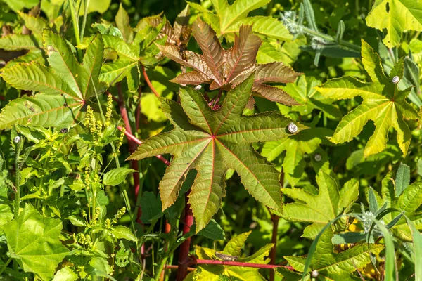 Ricinus communis leaf, the castor bean or castor oil plant close-up with a snail on it