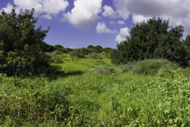 Ufukta çalılar, gökyüzünde bulutlar olan yeşil tarla.