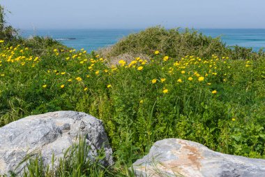 Deniz ve gökyüzünün arka planında yeşil çimenler ve sarı çiçeklerle kaplı kum tepeleri