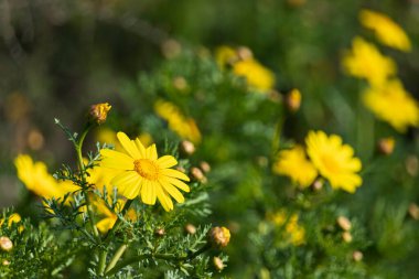 Sarı yabani kasımpatı çiçekleri bulanık yeşil arkaplanı kapatır