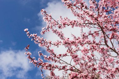 Çiçek açan bir Pissardi erik ağacının dalları. Üzerinde pembe çiçekler ve bulutlu mavi gökyüzü.