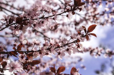 Çiçek açan bir Pissardi erik ağacının dalları. Üzerinde pembe çiçekler ve bulutlu mavi gökyüzü.