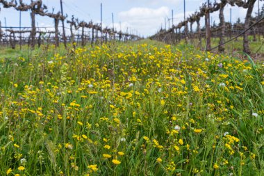 Yeşil çimenli eski sarmaşıklı üzüm bağları ve sıraların arasında gökyüzüne karşı çiçekler.
