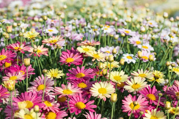 Flerfärgade Odlade Blommor Marguerite Tusensköna Närbild Jordbruksfältet Israel — Stockfoto