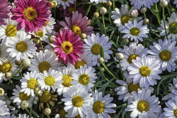 Flerfärgade Odlade Blommor Marguerite Tusensköna Närbild Jordbruksfältet Israel — Stockfoto