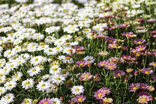 Flerfärgade Odlade Blommor Marguerite Tusensköna Närbild Jordbruksfältet Israel — Stockfoto