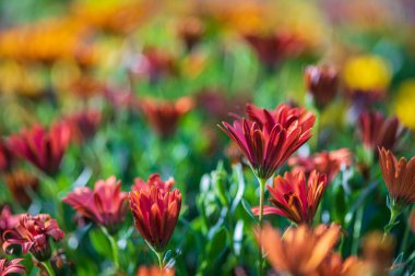Seçici odaklanma. Çok renkli Afrika papatyası çiçekleri yakın plan.