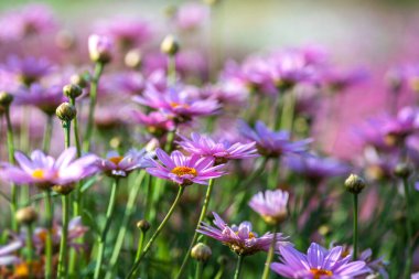 Seçici odaklanma. Pembe papatya çiçekleri bulanık arkaplanı kapatır