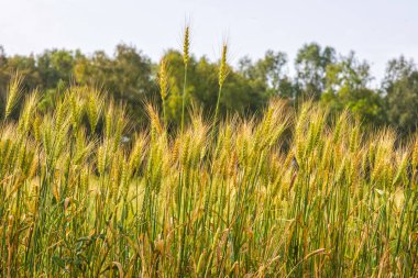 Ufukta ağaçlar olan bir tarım tarlasında olgunlaşmış buğday kulakları