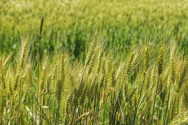 Öron Moget Vete Ett Jordbruksfält Nära — Stockfoto