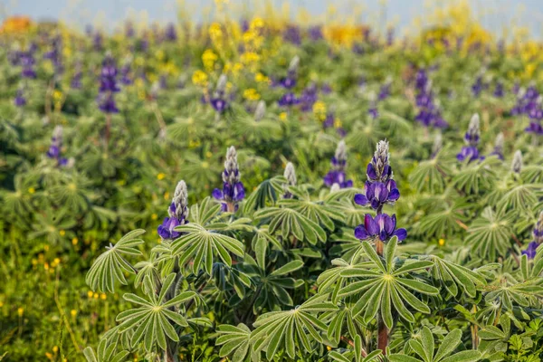 Champ Fleurs Florissantes Lupins Violets Golan Heights Israël — Photo