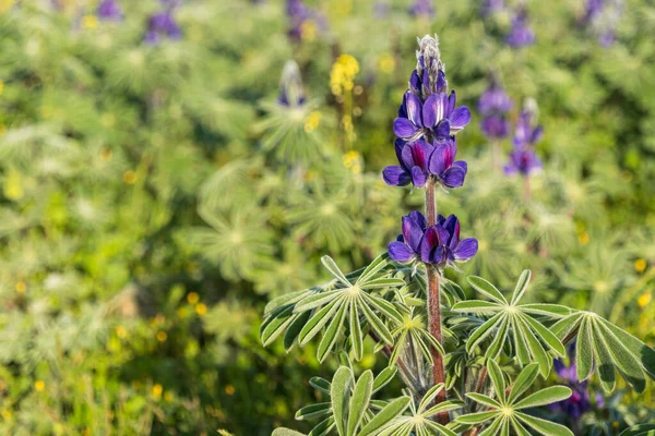 Blühende Lila Lupinen Blume Aus Nächster Nähe Auf Verschwommenem Hintergrund — Stockfoto