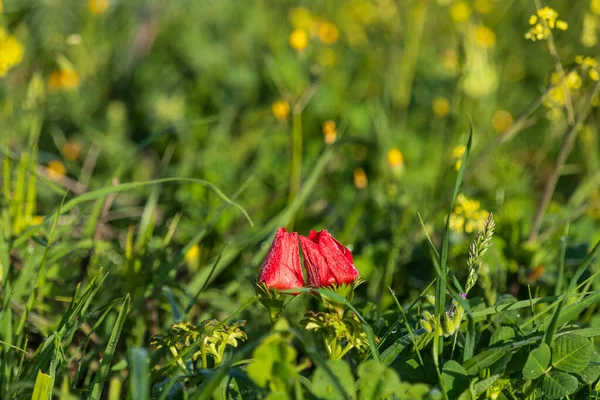 Twee Rode Papaver Bloemen Het Gras Close Een Wazig Achtergrond — Stockfoto