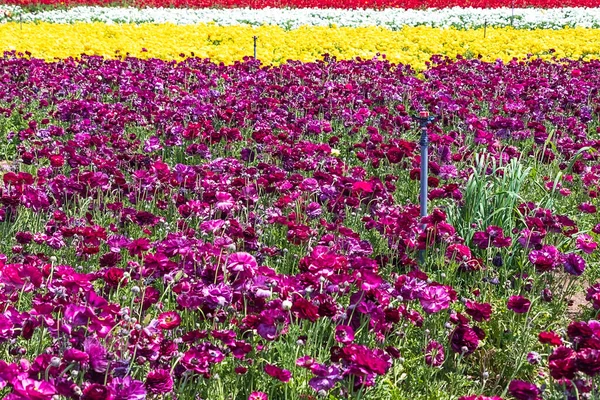 Rangées Buttercups Jardin Fleurs Différentes Couleurs Dans Champ Agricole Israël — Photo