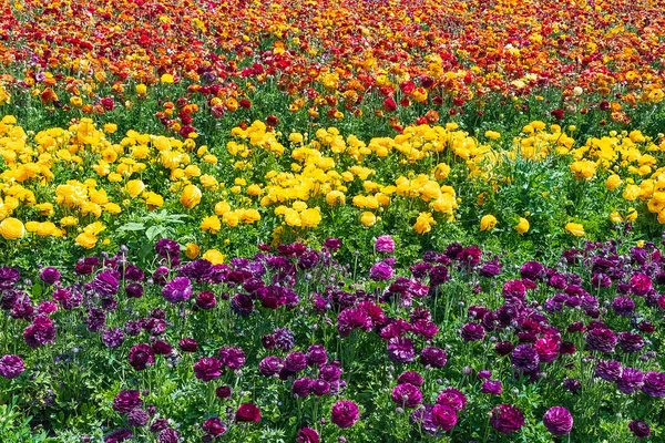 Rangkaian Mekar Taman Buttercups Dari Warna Yang Berbeda Dalam Bidang — Stok Foto