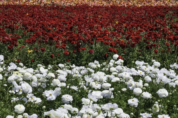 Rangées Buttercups Jardin Fleurs Différentes Couleurs Dans Champ Agricole Israël — Photo