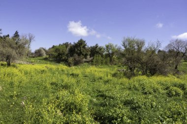 Çiçekler açan ve gökyüzüne karşı ağaçlar olan bir çayır. İsrail