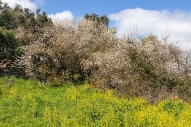 Çiçekler açan ve gökyüzüne karşı ağaçlar olan bir çayır. İsrail