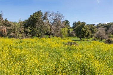 Çiçekler açan ve gökyüzüne karşı ağaçlar olan bir çayır. İsrail