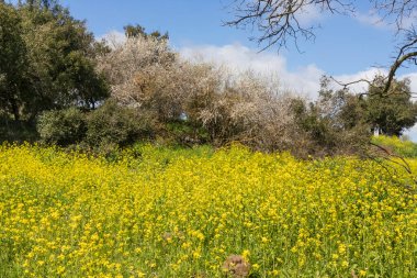 Çiçekler açan ve gökyüzüne karşı ağaçlar olan bir çayır. İsrail