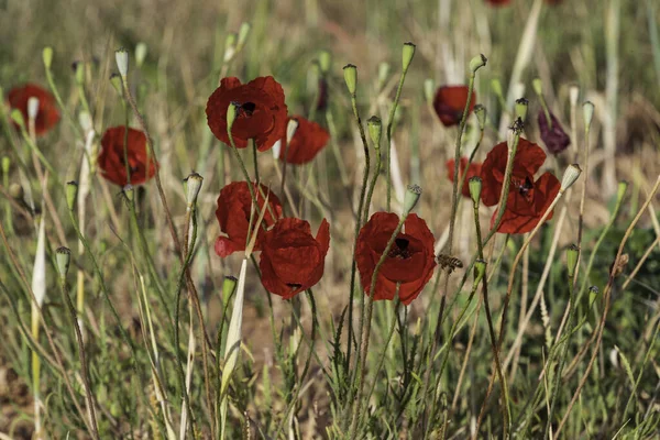 Flores Papoilas Vermelhas Entre Espigas Maduras Trigo Perto — Fotografia de Stock