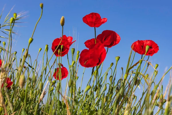 Blommor Röda Vallmo Närbild Blå Himmel Bakgrund — Stockfoto