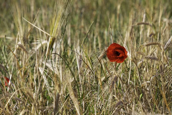 熟した小麦の穂の間に赤いケシの花を閉じます — ストック写真