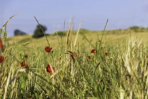 Květiny Červeného Máku Mezi Zralými Ušima Pšenice Zblízka — Stock fotografie