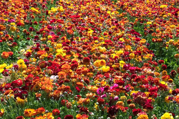 Champs Fleurs Multicolores Jardin Buttercups Cultivés Israël — Photo