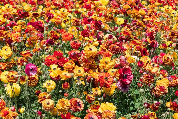 Champs Fleurs Jardin Multicolore Cultivé Buttercups Israel — Photo