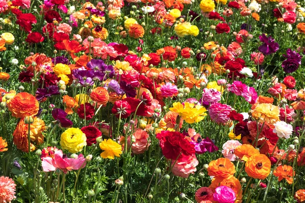 Champs Fleurs Jardin Multicolore Cultivé Buttercups Israel — Photo