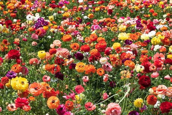 Champs Fleurs Jardin Multicolore Cultivé Buttercups Israel — Photo